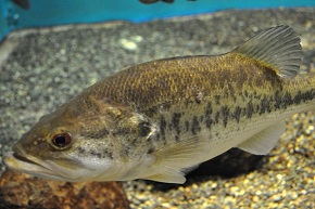 ���[�W�}�E�X�o�X�i�I�I�N�`�o�X�j