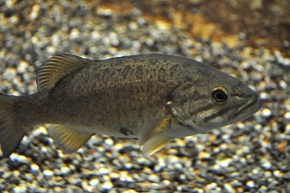 �X���[���}�E�X�o�X�i�R�N�`�o�X�j