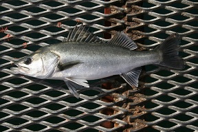 �V�[�o�X�i�X�Y�L�j